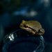 Froggy by nanderson