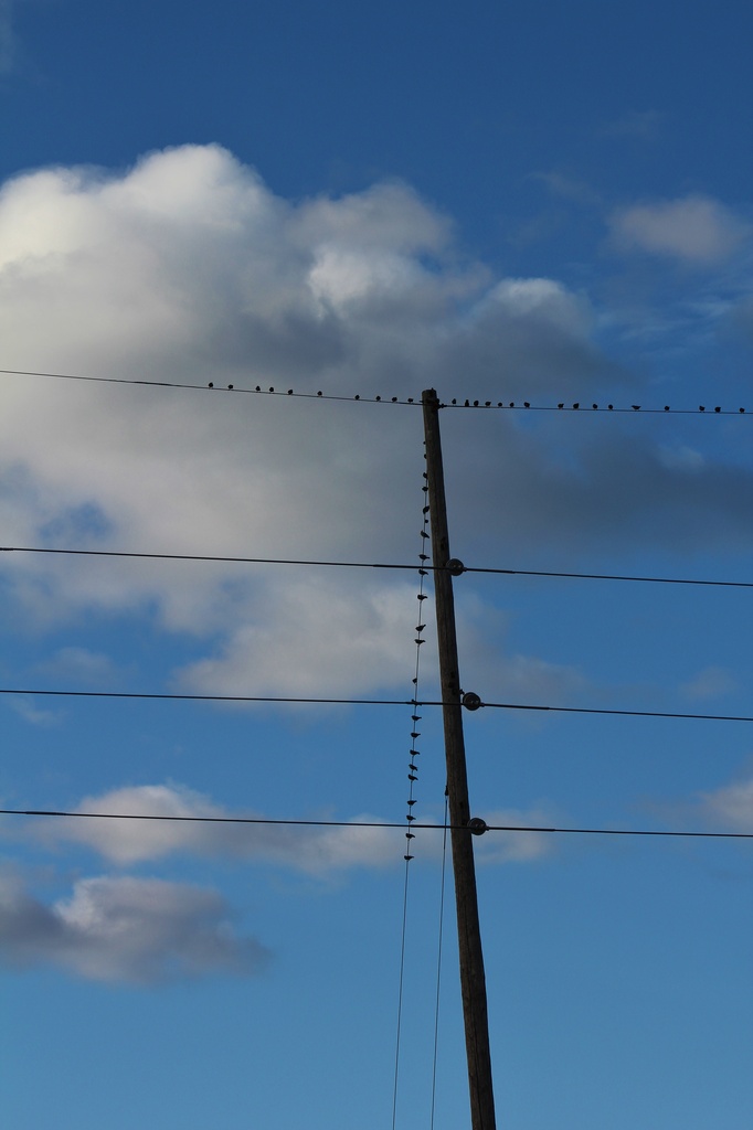 Birds+wires by edorreandresen