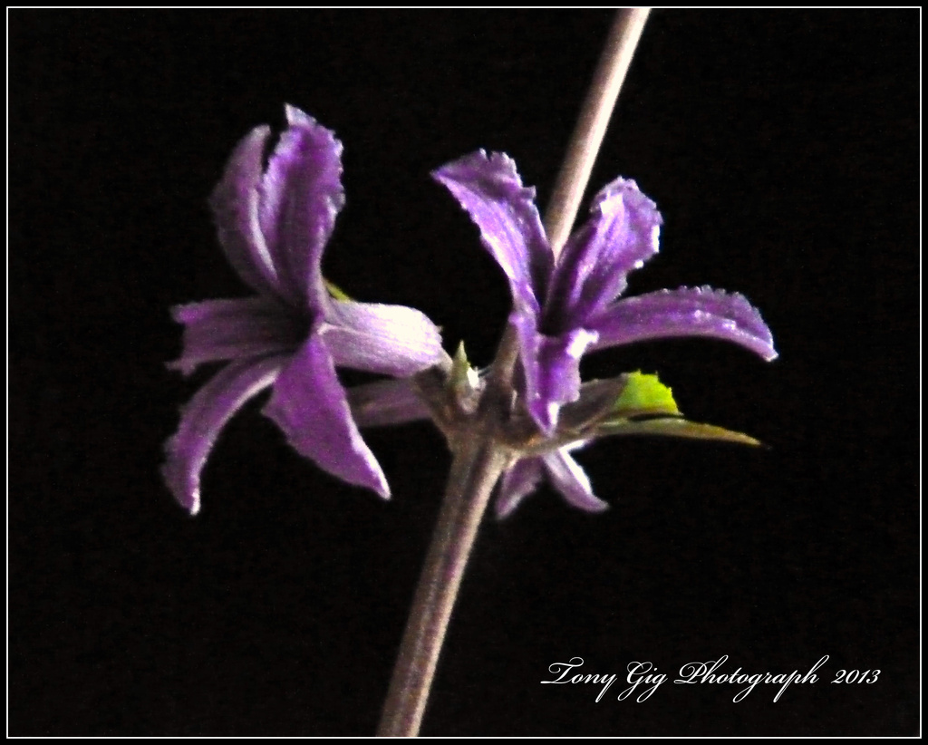 Mini Clematis by tonygig
