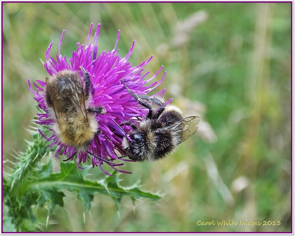Bees And Thistle (Best viewed large) by carolmw