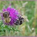 Bees And Thistle (Best viewed large) by carolmw