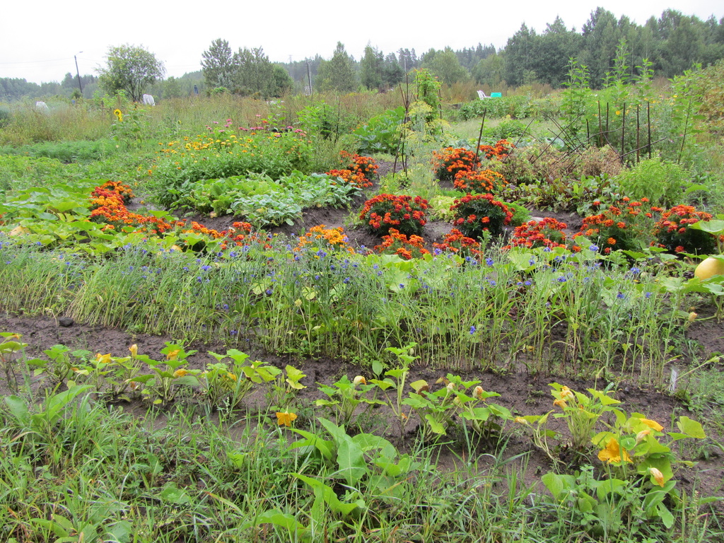 Community gardening in Kerava IMG_6884 by annelis