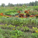 Community gardening in Kerava IMG_6884 by annelis
