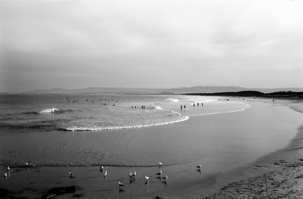 Gulls wading by peterdegraaff