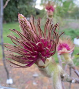 13th Sep 2013 - Magnolia 'Iolanthe' seedhead