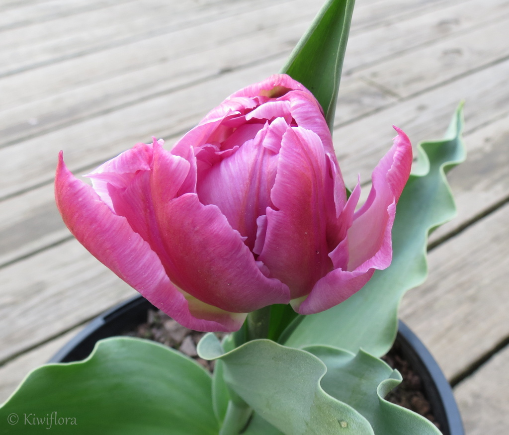 Tulip 'Double Price' by kiwiflora