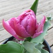 Tulip 'Double Price' by kiwiflora