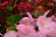 12th Sep 2013 - Droplets on the web