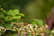 3rd Sep 2013 - A tiny butterfly