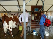 13th Sep 2013 - Milking lines.