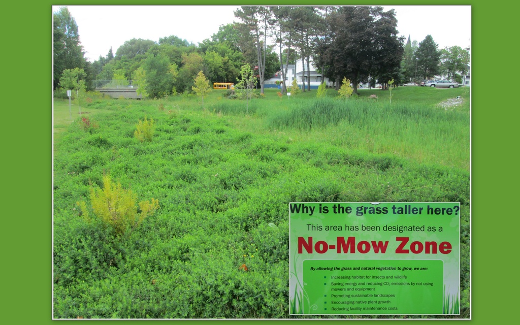 No-Mow Zone by bruni