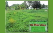 13th Sep 2013 - No-Mow Zone