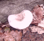 13th Sep 2013 - Autumn mushroom 2
