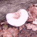 Autumn mushroom 2 by denidouble