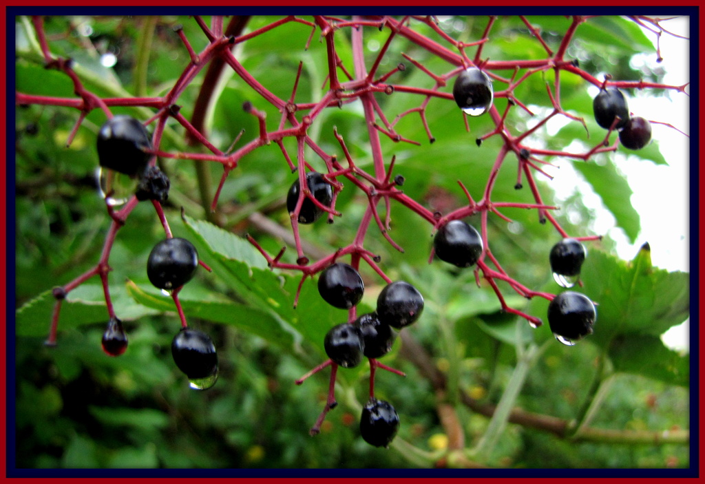 Elderberries by busylady