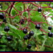 Elderberries by busylady