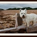 6th September 2013 - Finlay at the seaside by pamknowler