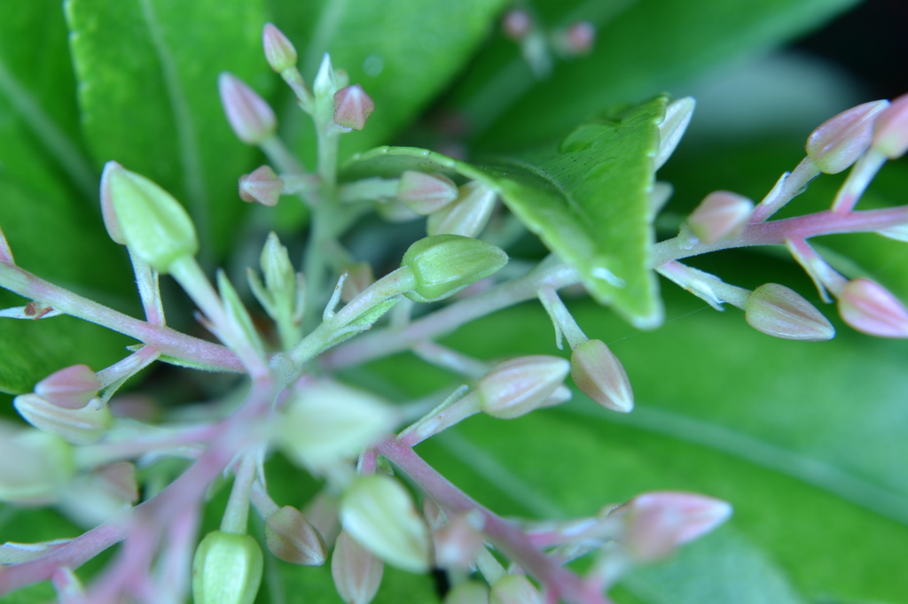 Pieris Japonica buds by ziggy77