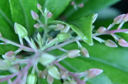 13th Sep 2013 - Pieris Japonica buds