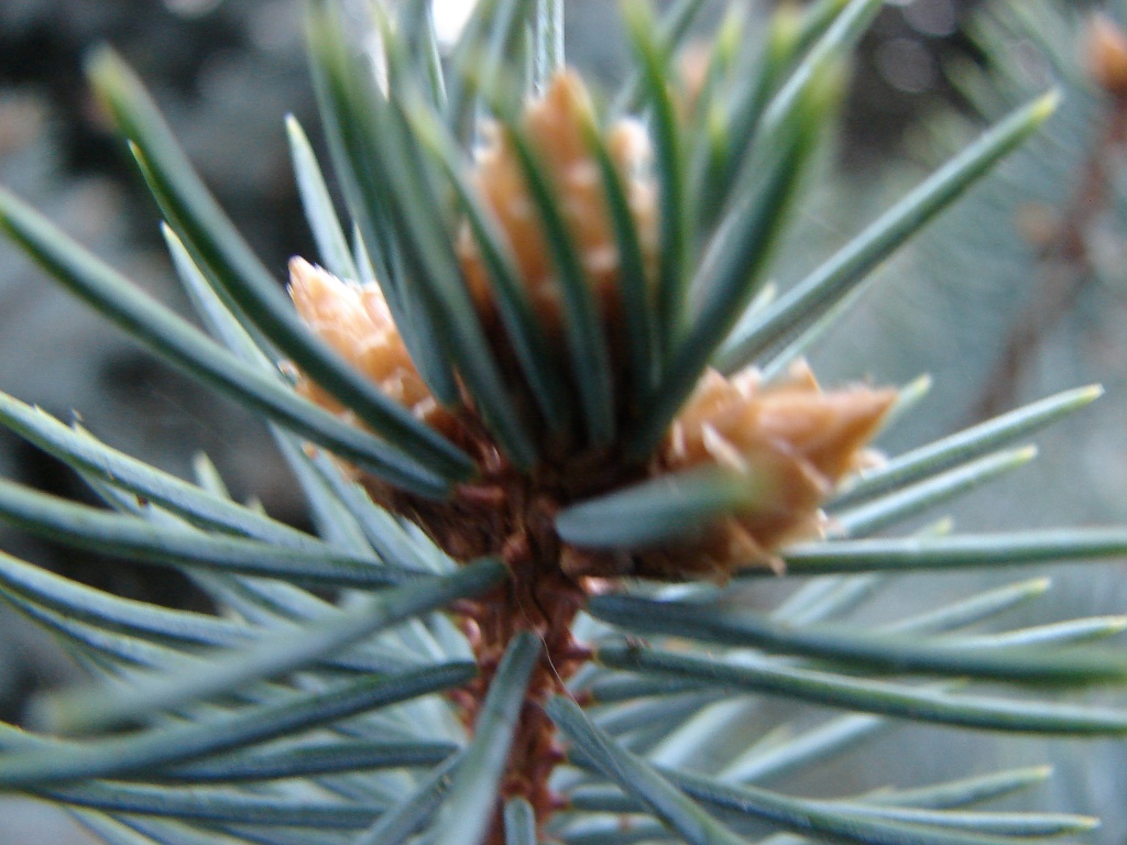 Blue Spruce by brillomick