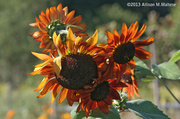 13th Sep 2013 - Late Season Sunflowers