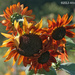 Late Season Sunflowers by falcon11