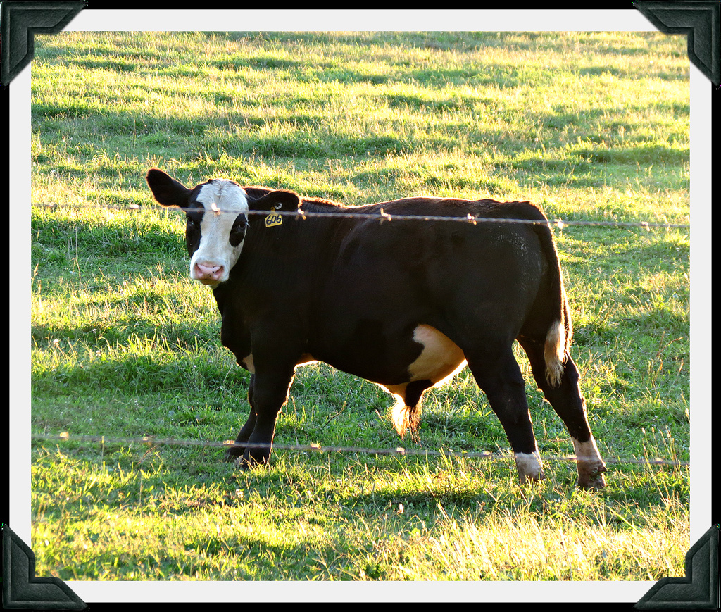 Cow 606 by juliedduncan