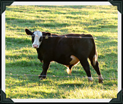 13th Sep 2013 - Cow 606