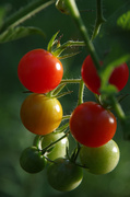 12th Sep 2013 - Fall Tomatoes