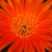 Orange Petals by wenbow