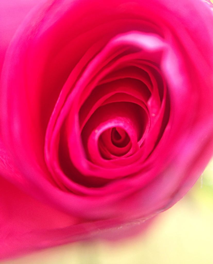 A rose is a rose by abhijit
