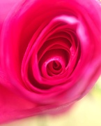13th Sep 2013 - A rose is a rose