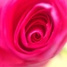 A rose is a rose by abhijit