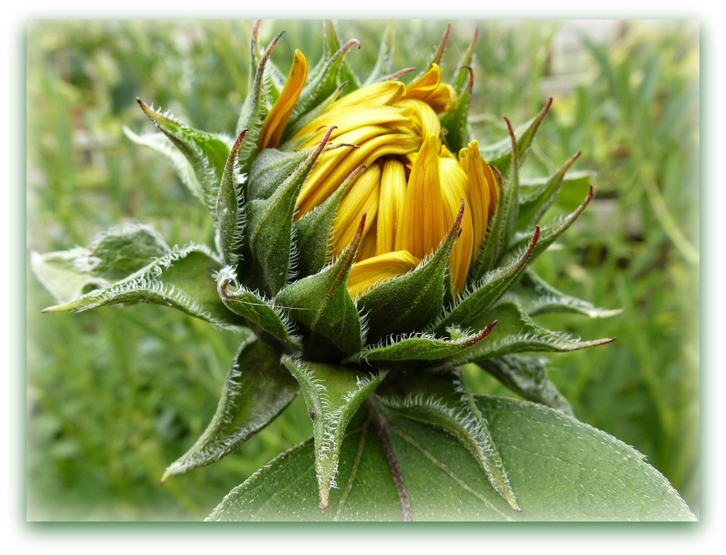 sunflower bud by quietpurplehaze