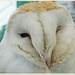 Sleepy Barn Owl by carolmw