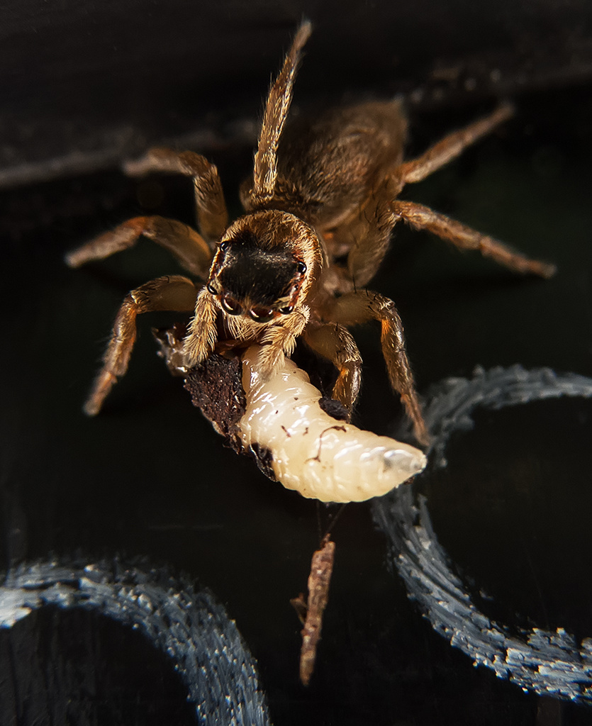 jumping spider with prey by kali66