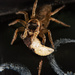 jumping spider with prey by kali66