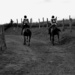 Endurance riding competition by parisouailleurs