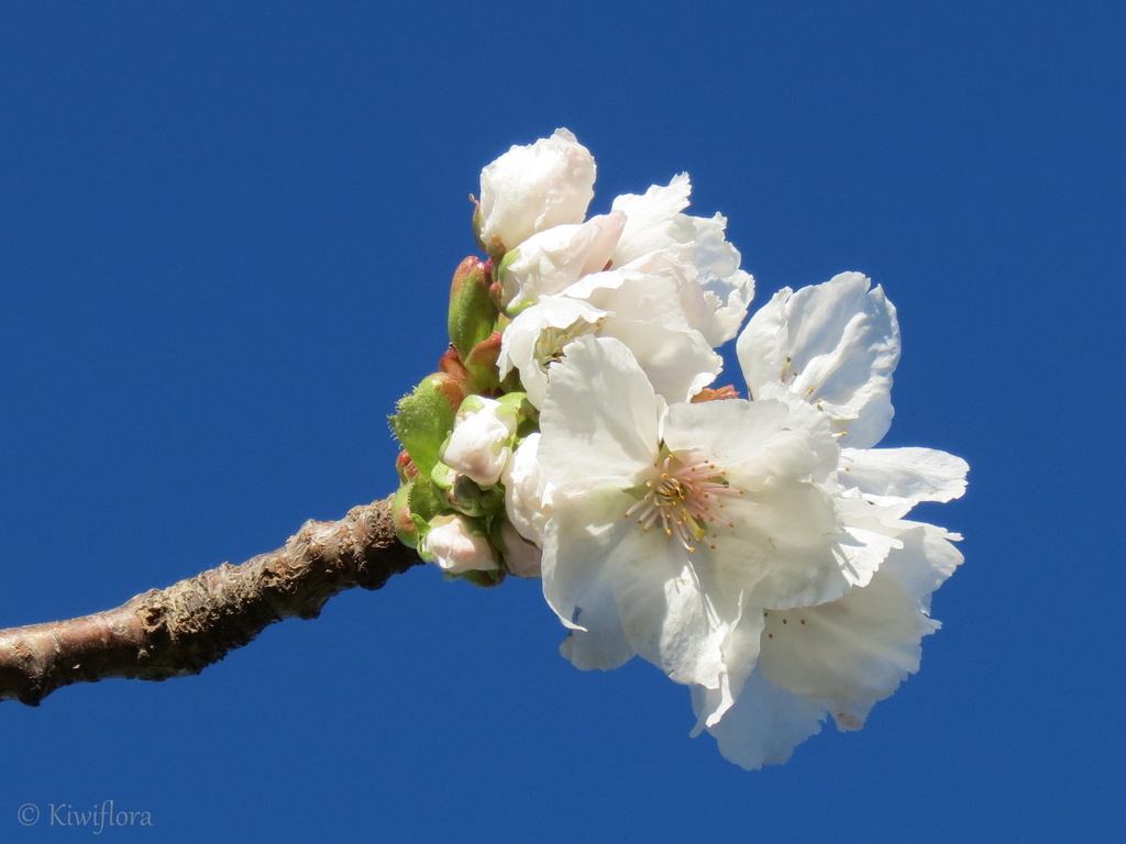 Prunus 'Tai Haku' by kiwiflora