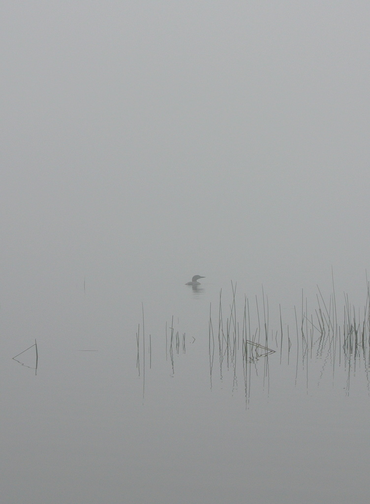 Loon Alone by kevin365