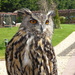 Owliver by gareth