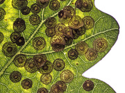 14th Sep 2013 - oak leaf with spangle galls
