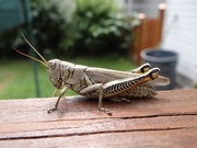 7th Sep 2013 - The Grasshopper King