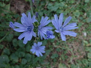 5th Sep 2013 - Blue Wildflower