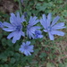 Blue Wildflower by brillomick