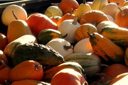 14th Sep 2013 - Pumpkins for Sale