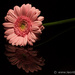 Gerbera by leonbuys83