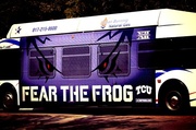 14th Sep 2013 - Go FROGS!