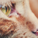 eye of the cat by pocketmouse