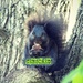 Boy Squirrel by juliedduncan